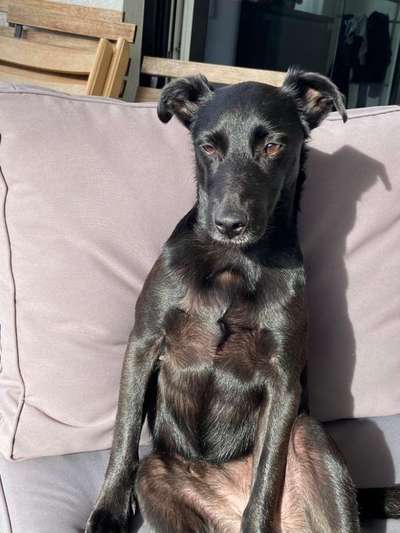 TierschutzhundeStammtisch🐕-Beitrag-Bild