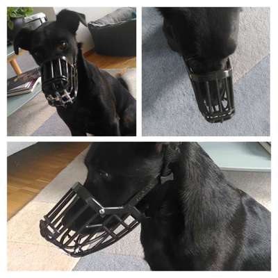 Zeigt mir doch bitte eure Maulkörbe!-Beitrag-Bild