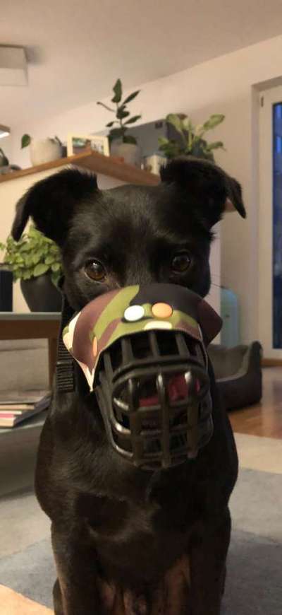 Wie sitzt mein Maulkorb / Maulkorb-Beratung-Beitrag-Bild