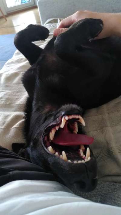 Dogorama Photo Challenge - Mäulchen auf-Beitrag-Bild