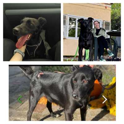 TierschutzhundeStammtisch🐕-Beitrag-Bild