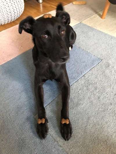 Fotochallenge Nr. 102: Futter balancieren-Beitrag-Bild