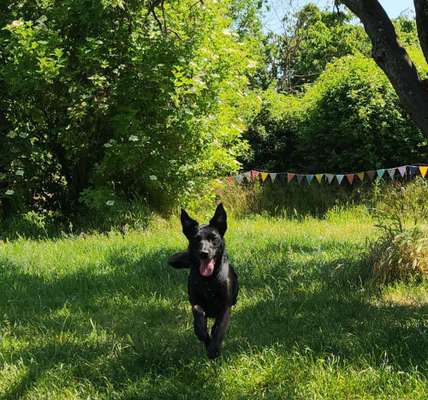 Foto Challenge Nr. 137 - Lass die Ohren fliegen-Beitrag-Bild