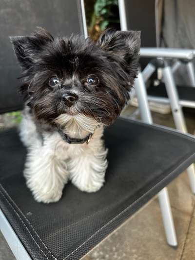 Hundetreffen-Welpentreff kleiner Hunderassen in Brück-Bild