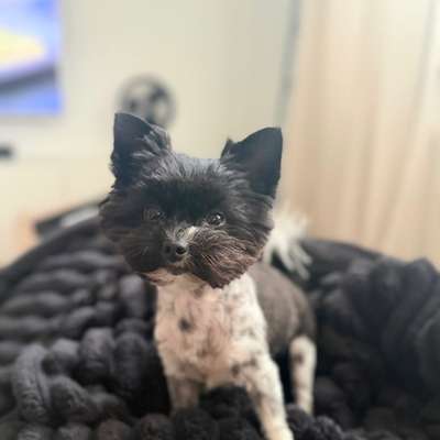 Hundetreffen-Treffen für gemeinsame Hunderunde 🐶🐾-Bild