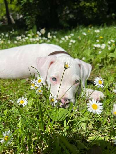 Dogo Argentino Freunde-Beitrag-Bild