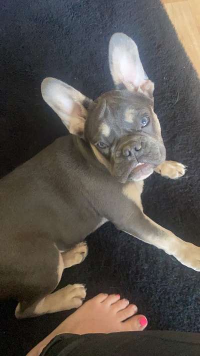 Hundetreffen-Junghund Spielrunden-Bild