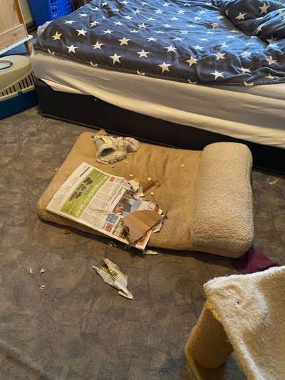 Zeig mir, dass du mit einem hund zusammenlebst....-Beitrag-Bild