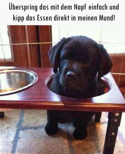Hunde Memes-Beitrag-Bild