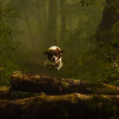 Hundetreffen-Hundespaziergang mit Training-Bild