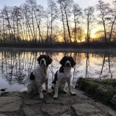 Hundetreffen-Wandern mit Hunden-Bild