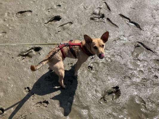 Auslandstierschutz-Beitrag-Bild