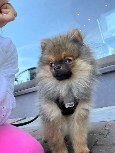 Pomeranian-Beitrag-Bild