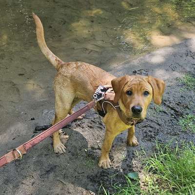Hundetreffen-Welpen zum Spielen gesucht :)-Bild