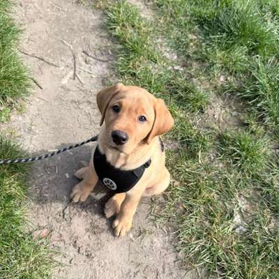 Hundetreffen-Welpen zum Spielen gesucht :)-Bild