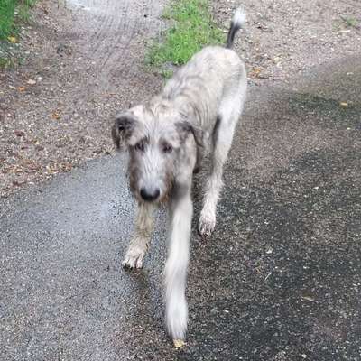 Hundetreffen-Junger Irischer Wolfshund sucht souveränen Spielpartner-Bild