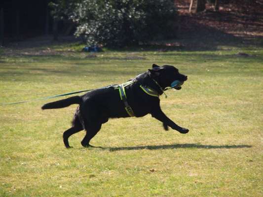 Hundetreffen-Labrador sucht neue Freunde-Bild