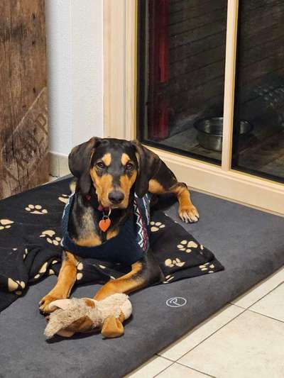 Hundetreffen-Hallöchen 😉 Sana würde sich über gemeinsame Gassigehrunden freuen. Hätte jemand Interesse? 😁🤩-Bild