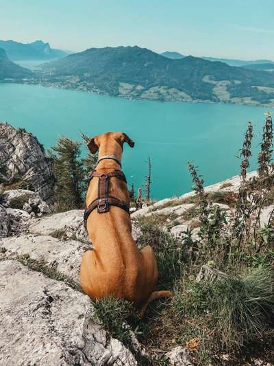 Dogorama-Monats-Challenge-Mai "Wasser"-Beitrag-Bild