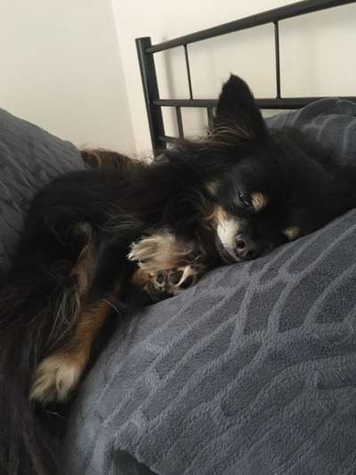 Darf der Hund bei Euch im Bett schlafen?-Beitrag-Bild