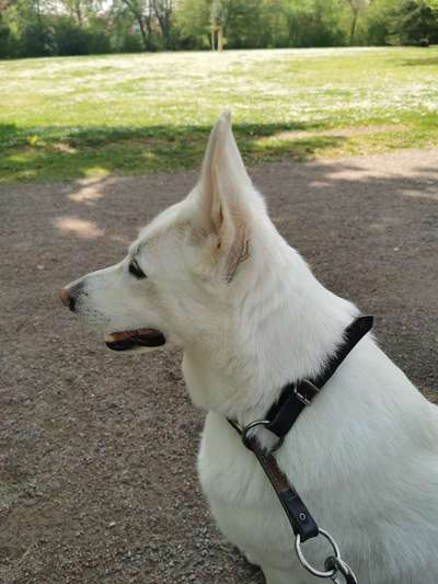 Hundetreffen-Spazieren gehen und Spielen-Bild