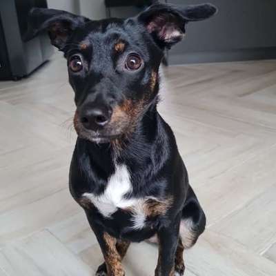 Hundetreffen-Spielpartner gesucht-Bild