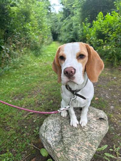 Hundetreffen-Gemeinsam Trainieren – Hundebegegnungen & Ruhe üben 🐾-Bild