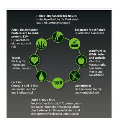 Seniorenfutter - Welches nehme ich bloß?-Beitrag-Bild