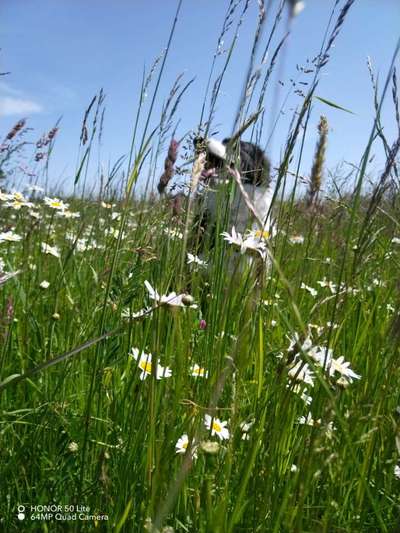 Handy Fotochallenge Nr. 52: Dein Hund mit blauem Himmel-Beitrag-Bild