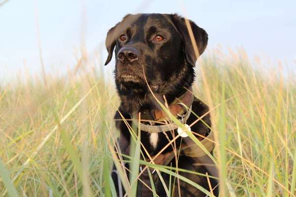 Foto's und Hundemodels-Beitrag-Bild