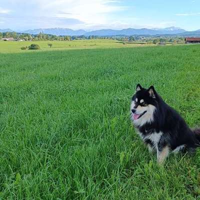 Hundetreffen-Entspannte Gassirunde-Bild