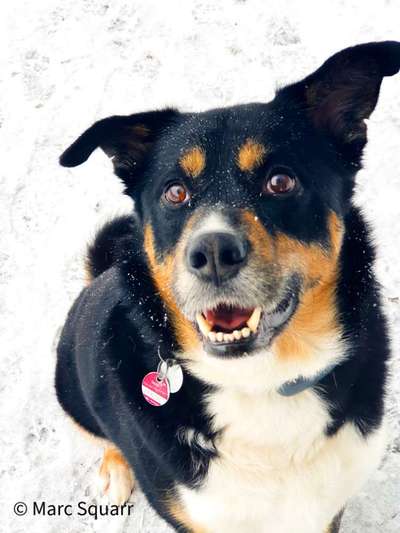 Die besten Hundeblicke 🐾❤️-Beitrag-Bild