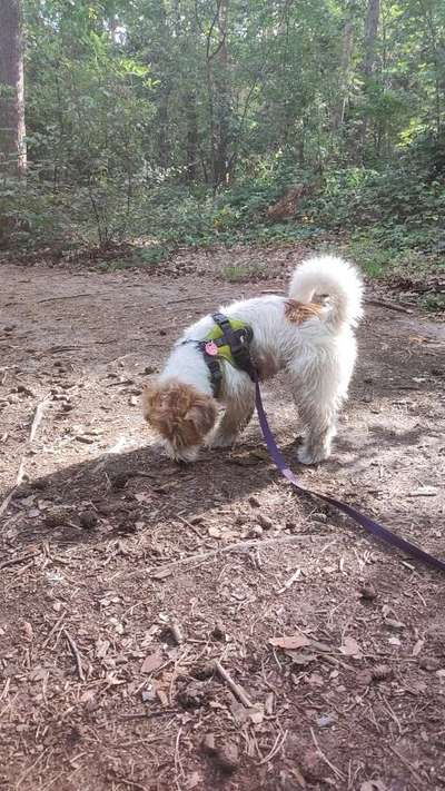 Hundetreffen-Suchen Trainings- und Spielbuddies-Bild
