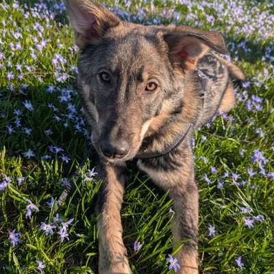 Hundetreffen-Spiel- & Gassi-Freunde-Bild