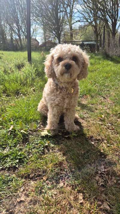 Hundetreffen-Walkies und Spieltreffen-Bild