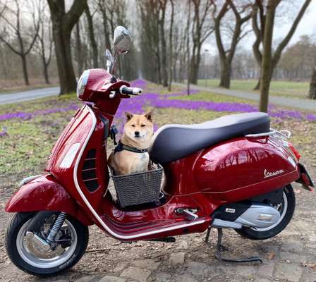 Challenge 23 : "  Euer Hund beim Frühlingserwachen "-Beitrag-Bild