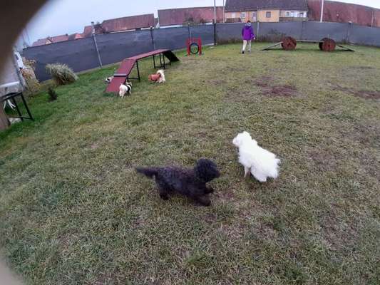 Hundespielplatz-Beitrag-Bild