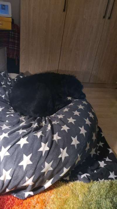 Darf der Hund bei Euch im Bett schlafen?-Beitrag-Bild