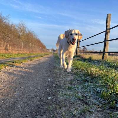 Hundetreffen-Spaziergang und Spielen-Bild