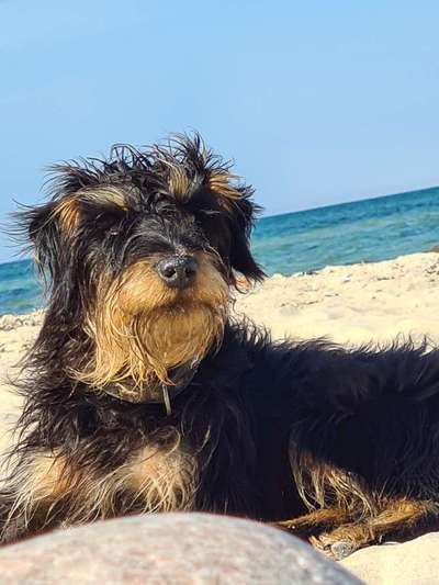 Suchmeldung-Jessy-Bild