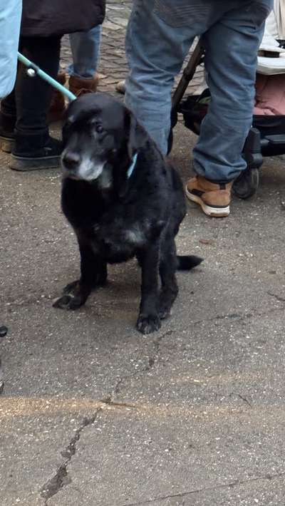 ✨ Hunde auf Weihnachtsmärkten – ja oder nein? ✨-Beitrag-Bild