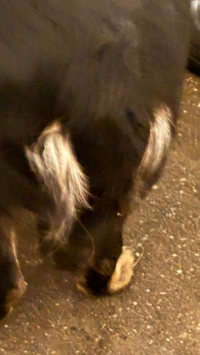 ✨ Hunde auf Weihnachtsmärkten – ja oder nein? ✨-Beitrag-Bild