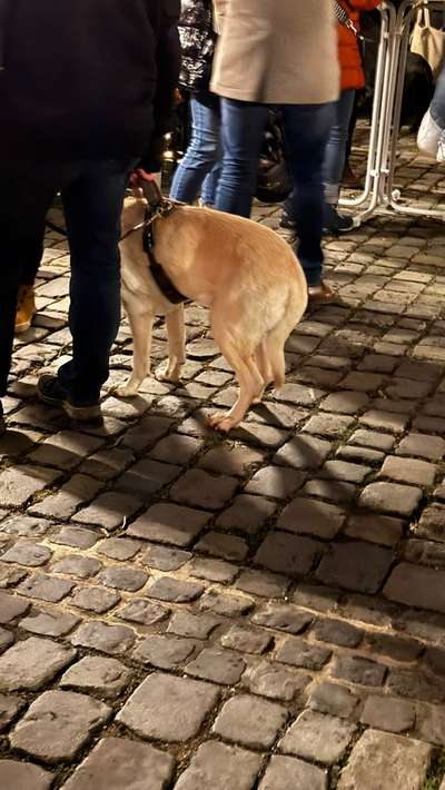 ✨ Hunde auf Weihnachtsmärkten – ja oder nein? ✨-Beitrag-Bild