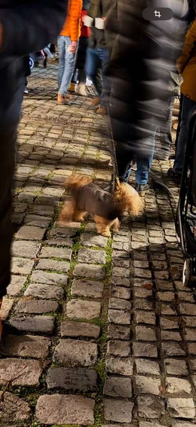 ✨ Hunde auf Weihnachtsmärkten – ja oder nein? ✨-Beitrag-Bild