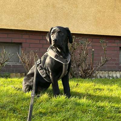 Hundetreffen-Welpentreffen-Bild