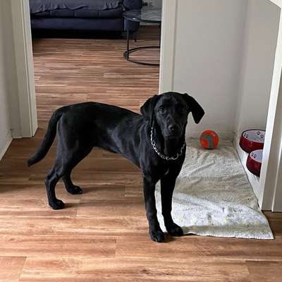 Hundetreffen-Spielpartner in Solingen gesucht-Bild