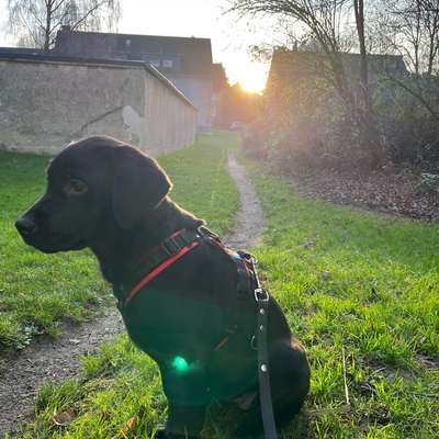 Hundetreffen-Welpentreffen-Bild