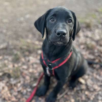 Hundetreffen-Welpentreffen