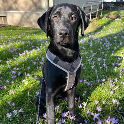 Hundetreffen-Spielpartner gesucht (Bärenloch Solingen)?-Bild