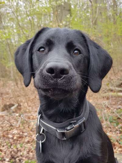 Zeigt eure verrücktesten Hundebilder-Beitrag-Bild